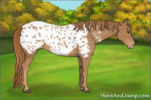 Horse Color:Chestnut Appaloosa 