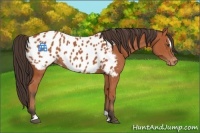 Horse Color:Bay Sabino Appaloosa