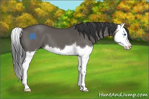 Horse Color:Black Splash