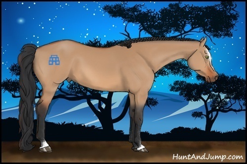 Horse Color:Bay Dun Sabino 