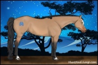Horse Color:Bay Dun Sabino 