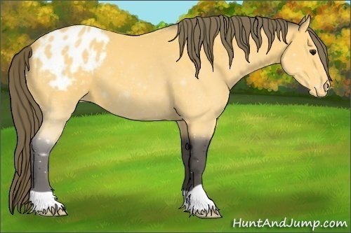 Horse Color:Buckskin Appaloosa 