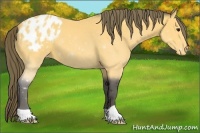 Horse Color:Buckskin Appaloosa 