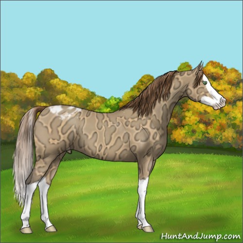 Horse Color:Sable Cream Champagne Ice Splash Appaloosa 