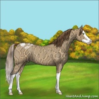 Horse Color:Sable Cream Champagne Ice Splash Appaloosa 