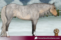 Horse Color:Silver Smoky Blue Roan 