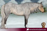 Horse Color:Silver Smoky Blue Roan