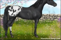 Horse Color:Black Appaloosa