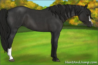 Horse Color:Gray Smoky Blue Roan
