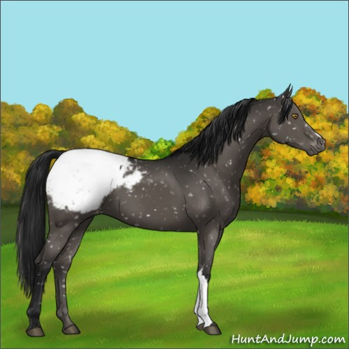 Horse Color:Gray Black Appaloosa
