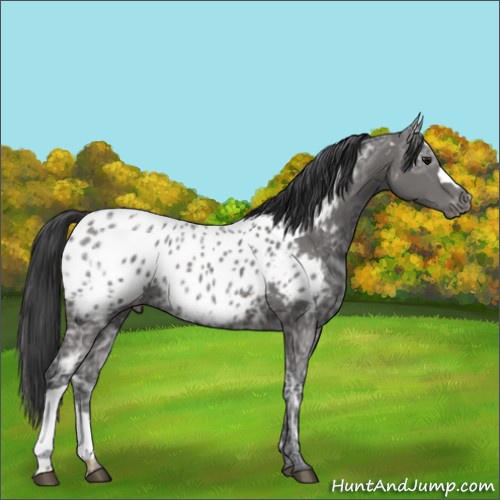 Horse Color:Black Ice Near Leopard