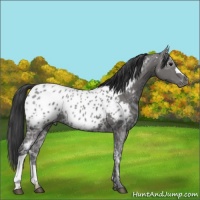 Horse Color:Black Ice Near Leopard
