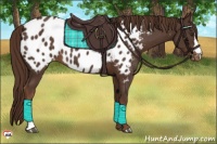 Horse Color:Liver Chestnut Appaloosa