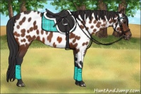 Horse Color:Bay Appaloosa 