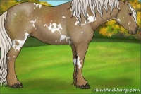 Horse Color:White Spotted Silver Smoky Black