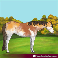 Horse Color:White Spotted Buckskin Splash  and White Spotted Bay Splash 