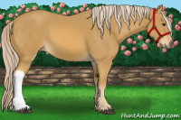Horse Color:Palomino