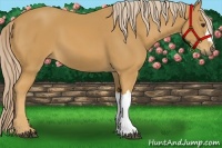 Horse Color:Palomino 