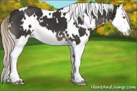 Horse Color:White Spotted Liver Chestnut Splash 