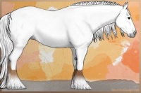 Horse Color:Gray White Spotted Silver Black Splash 