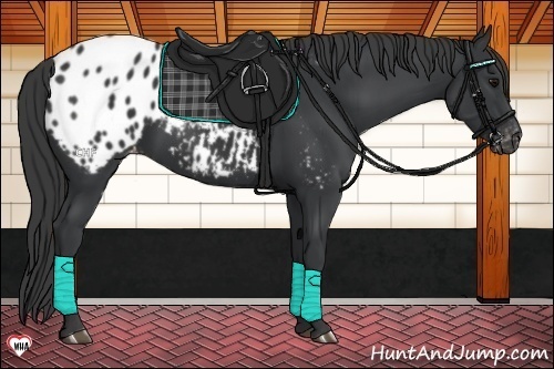 Horse Color:Black Appaloosa 