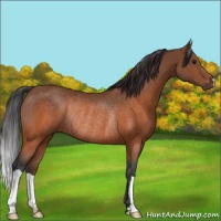 Horse Color:Brown Rabicano