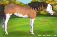 Horse Color:Buckskin Splash Rabicano 