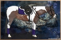 Horse Color:Brown Sabino Tobiano