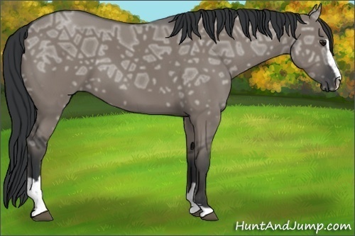 Horse Color:Grullo Ice Sabino 