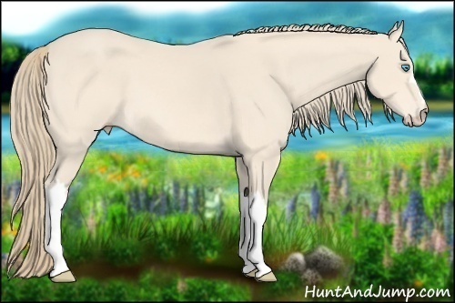Horse Color:Perlino 