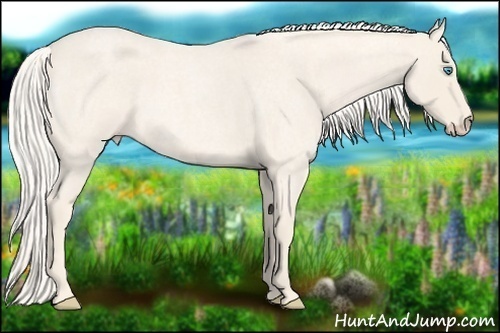 Horse Color:Cremello Roan 