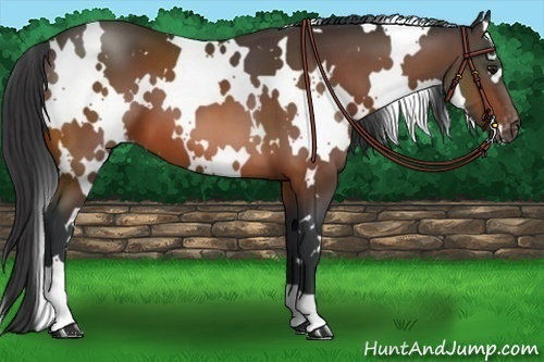 Horse Color:White Spotted Bay Appaloosa 