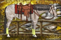 Horse Color:Classic Champagne Ice