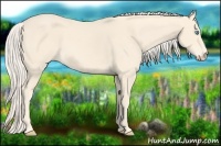 Horse Color:Cremello 