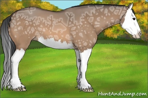Horse Color:Bay Ice Dun Splash 