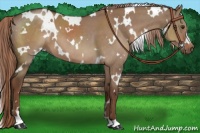 Horse Color:White Spotted Liver Red Dun