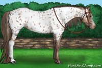 Horse Color:Black Pearl Near Leopard 