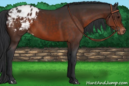 Horse Color:Brown Appaloosa