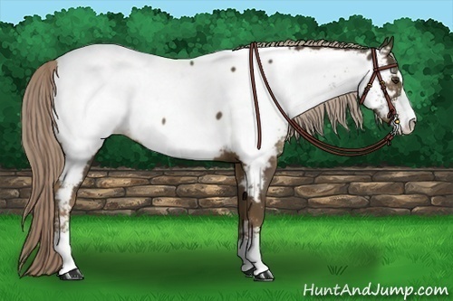 Horse Color:Chocolate Palomino Sabino Appaloosa 