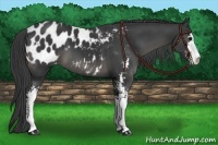 Horse Color:Black Sabino Appaloosa 