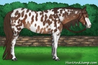 Horse Color:Liver Chestnut Sabino Near Leopard 