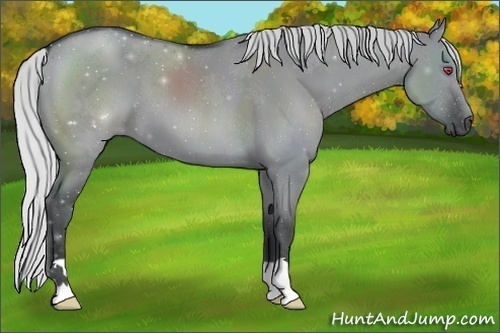 Horse Color:Silver Grullo Chinchilla