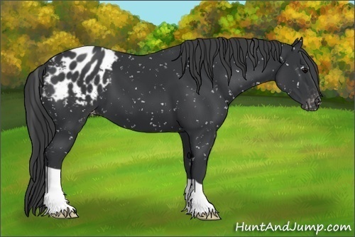 Horse Color:Black Appaloosa 