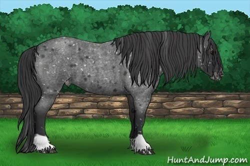 Horse Color:Blue Roan Snowcap 