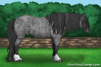 Horse Color:Blue Roan Appaloosa