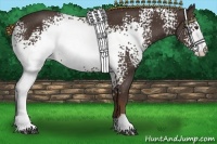 Horse Color:White Spotted Liver Chestnut 