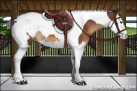 Horse Color:Bay Splash Tobiano Varnish