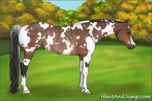 Horse Color:White Spotted Bay Rabicano 