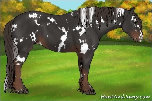 Horse Color:White Spotted Liver Chestnut 