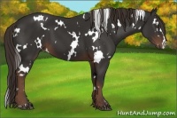 Horse Color:White Spotted Liver Chestnut 